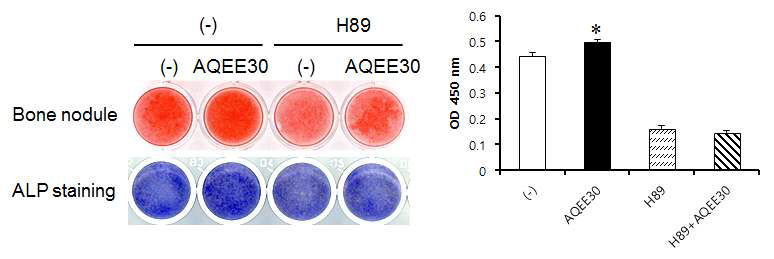 조골세포의 bone nodule formation과 ALP staining (좌), BrdU assay (우). H89: PKA 억제제