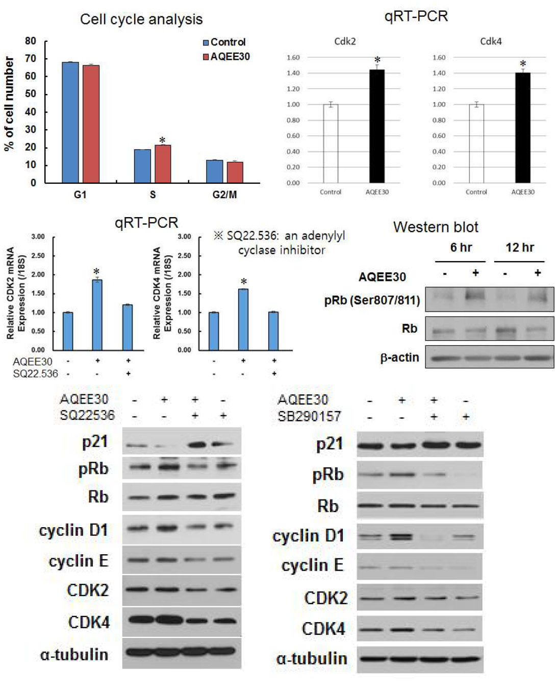 AQEE30 처치 후 조골세포의 증식과 관련된 여러 변수들의 변화. SQ22.536: adenylyl cyclase 억제제, SB290157: C3AR1 inhibitor