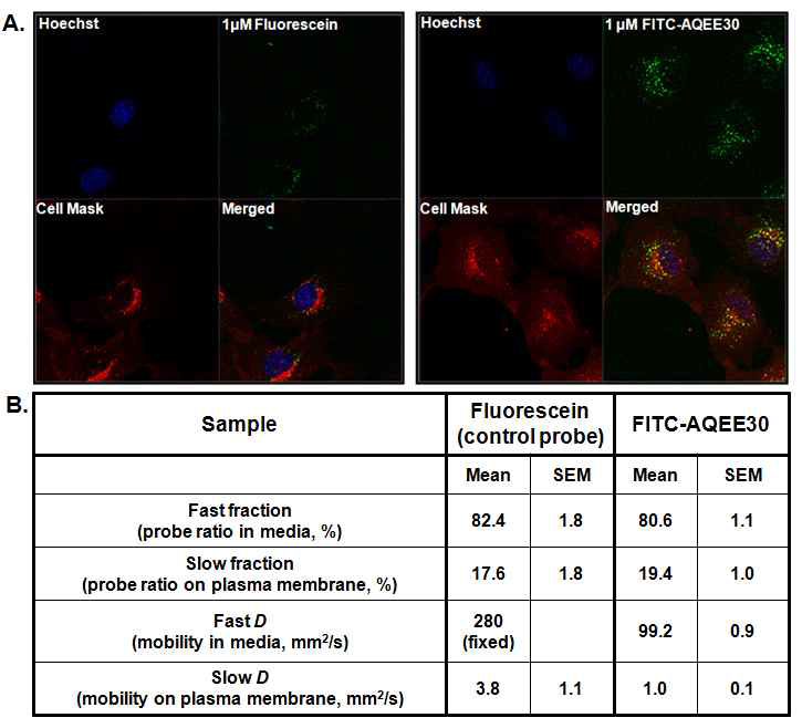 Intracellular distribution and membrane protein binding of AQEE30. (A) Fluorescent image of FITC-labeled AQEE30. (B) Membrane binding of AQEE30 was measured by FCS analysis