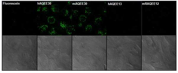 Binding of various VGF-derived peptides to plasma membrane of MC3T3-E1 cell. Confocal microscopy analyses were performed with MC3T3-E1 cells following incubation of the cells with 1 μM of FITC-hAQEE30, FITC-mAQEE30, FITC-hAQEE13, FITC-RAQEE12, and Fluorescein (negative control) for 10 min at 3 7℃. MC3T3-E1 cells were seeded in 35-mm glass-bottom dish 24 hr before each experiment. FITC, fluorescein isothiocyanate