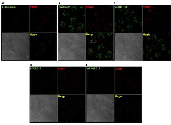 Interaction of various VGF-derived peptides with　C3AR1. MC3T3-E1 cells were transfected with mCherry-mC3AR1 vector and then seeded on 35-mm glass-bottom dish 24 hr before the experiment. Confocal microscopy analyses were performed with transfected MC3T3-E1 cells following incubation of the cells with 1 μM of FITC-hAQEE30, FITC-mAQEE30, FITC-hAQEE13, FITC-RAQEE12, and Fluorescein (negative control) for 10 min at 37℃. FITC, fluorescein isothiocyanate