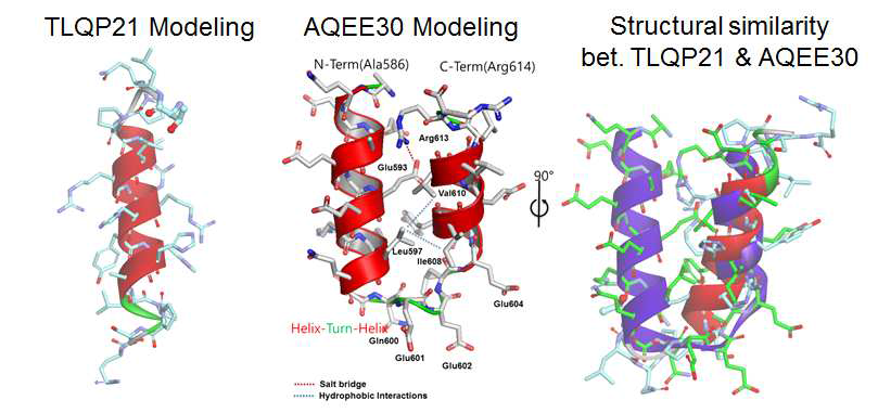 TLQP21과 AQEE30의 in silico homology modeling