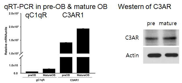 조골전구세포 (preOB)와 조골세포 (mature OB)의 qC1qR과 C3AR1의 발현 (qRT-OCR과 Western)