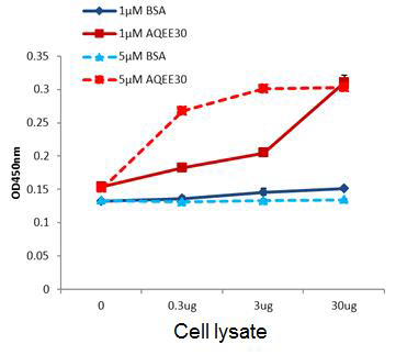 조골세포에서의 C3AR1과 AQEE30의 binding ELISA assay