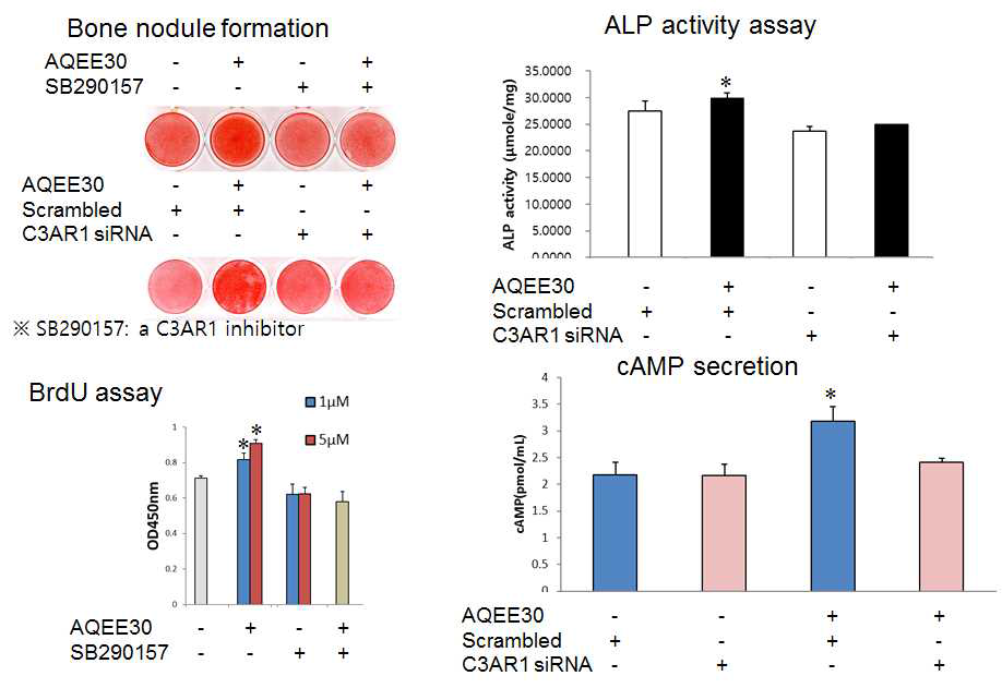 C3AR1 억제 후 AQEE30에 의해 초래된 조골세포 여러 변수들의 변화. SB290157: C3AR1 저해제