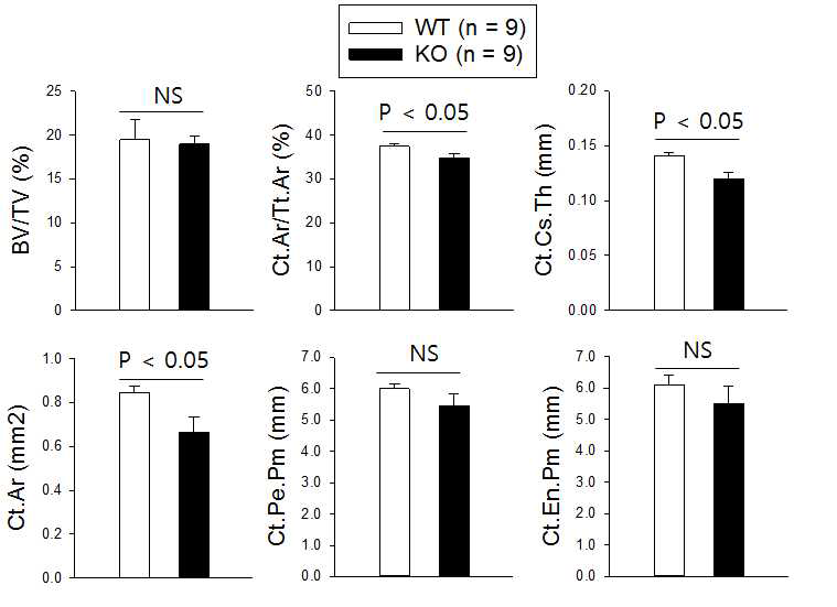 16주령 수컷 Vgf KO mouse와 littermate WT mouse의 femur micro-CT. BV/TV, bone volume per tissue volume; Ct.Ar/Tt.Ar, cortical bone area per total tissue area; Ct.Cs.Th, cortical cross-sectional thickness (2D); Ct.Ar, cortical bone area; Ct.Pe.Pm, Cortical periosteal perimeter; Ct.En.Pm, Cortical endosteal perimeter