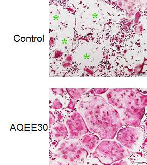 세포 배양 6일 째 파골세포 (TRAP staining). 대조군에서는 녹색 별표처럼 apoptotic cell이 관찰되나, AQEE30 처리 군에서는 거의 관찰되지 않음