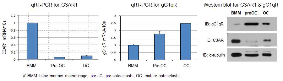 파골계열세포에서의 C3AR1과 gC1qR의 발현