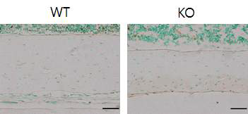 Vgf KO 마우스와 littermate WT 마우스 femur의 TUNNEL staining. Vgf KO 마우스의 bone에서는 apoptotic osteocytes의 숫자가 늘어나 있음