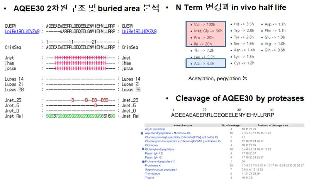 Modified AQEE30 펩티드 제작 가능성 검토