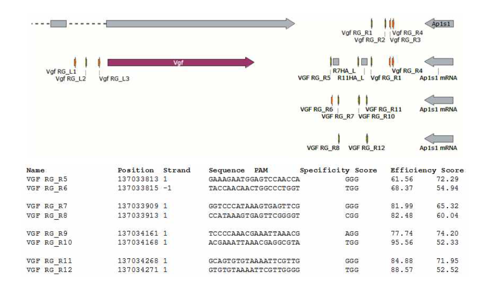 Vgf gDNA의 오른쪽 targeting region 유전자 가위 설계 모식도 및 시퀀스 분석