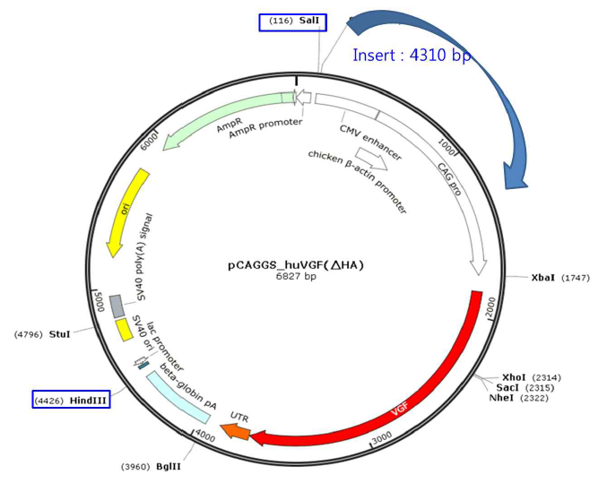 hVGF overexpression vector