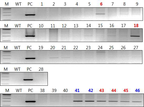 hVGF transgene 도입 후 F0 마우스에서 founder 마우스 스크리닝