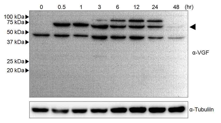 Expression profile of hVGF protein of K562 cell during megakaryocytic differentiation. K562 cells were treated with 20 nM PMA for 48 hr and lysed for Western blot analysis using anti-VGF antibody