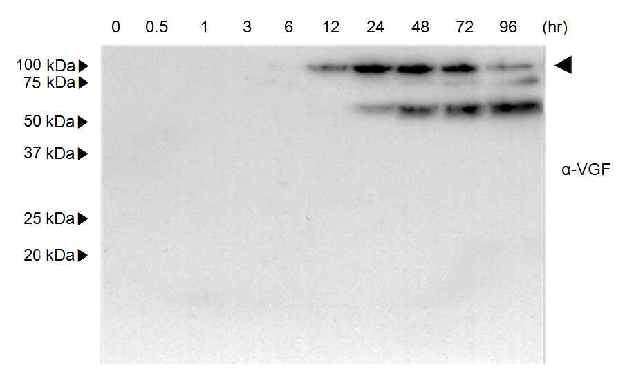 Identification of secretory VGF during megakaryocytic differentiation of K562 cells. K562 cells were treated with 20 nM PMA in serum-free RPMI 1640 and culture media were collected at the time indicated. Secretory proteins were precipitated by trichloroacetic acid method and separated by SDS-PAGE. Western blot analysis was performed with anti-VGF antibody