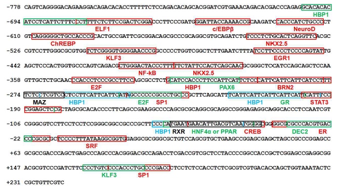 Putative transcription factor binding sites of -778/+231 hVGF promoter region. Sequence analysis was performed using Genomatix program MatInspector