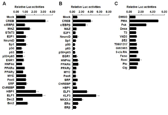 Regulation of hVGF promoter (-775/+241) activity by various transcription factors and ligands in HEK-293T (A and C) or K562 cells (B). For promoter assay, luciferase reporter containing (-775/+241) region of hVGF was cotransfected with various transcription factors (50ng for each) into HEK-293T or K562 cells. (C) HEK-293T cells were transfected with hVGF promoter (-775/+241) and treated with 20 nM PMA, 10 mM forskolin (Fsk), 1 mM dexamethasone (Dexa), 100 nM T3, 10 nM vitamin D3, 10 mM β-estradiol (βE2), 1 mM T0901317, 1 mM GW3965, 1 mM 9-cis retinoic acid, 50 mM fenofibrate (Feno), 10 mM pioglitazone (Pio), or 10 mM ciglitazone (Cig) for 18 hrs. Luciferase activities were measured and normalized by β-galactosidase activity. Luciferase activity is shown as a relative fold compared to Mock or DMSO. Error bars mean S.E for three independent experiments