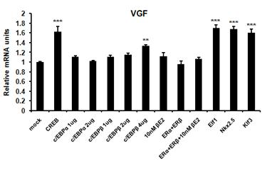 Effects of various transcription factors and ligands on the transcript levels of hVGF in K562 cells. hVGF mRNA levels were measured after transfection with various transcription factors or treatment with ligands in K562 cells using qRT-PCR