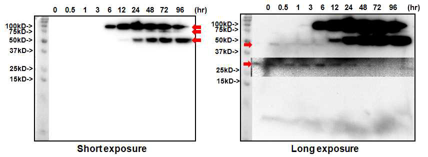 Identification of human VGF-derived peptides secreted from K562 cells during differentiation to megakaryocytes using western blot analysis