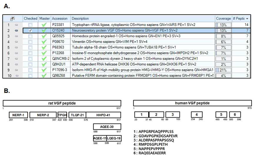 Identification of novel VGF-derived peptides secreted from K562 cells during differentiation to megakaryocytes using MS analysis. (A) List of peptides identified from differentiation media of K562 cells. VGF-derived peptides are shown to be a major component of megakaryocte secretory peptides. (B) Six new human VGF-derived peptides were identified by DDA analysis