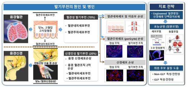 연구 개념도: 단백질공학 (protein engineering)을 이용한 발기부전의 근본적인 치료법 개발