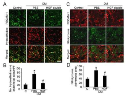 HGF protein transfer decreases cavernous superoxide anion and nitrotyrosine production in diabetic mice