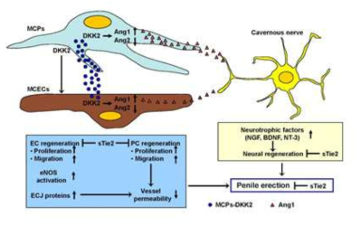 Schematic diagram of a proposed mechanism in which DKK2 preserves erectile function in diabetic mice