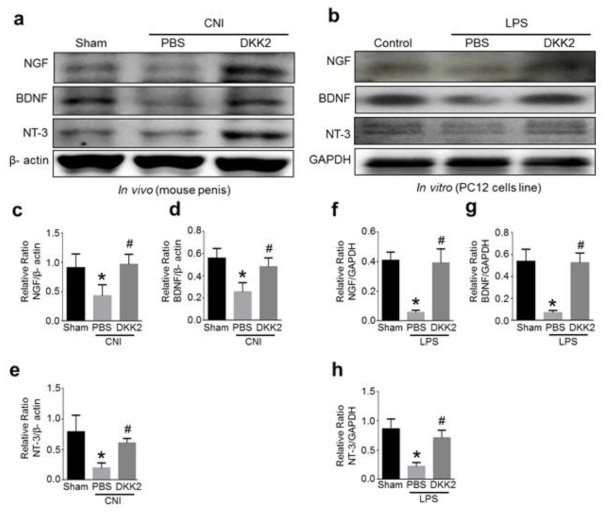 DKK2 increases the expression of neurotrophic factors. (a, b) Representative Western blot for neurotrophic factors (NGF, BDNF, and NT-3) in penis tissue from sham operation group or CNI mice 1 week after receiving intracavernous injections of PBS (20 μl) or DKK2 protein (days -3 and 0; 6 μg/20 μl); and in PC12 cells exposed to lipopolysaccharide (LPS), which were treated with DKK2 protein (300 ng/ml). (c-h) Data are presented as the relative density of each protein compared with that of β-actin or GAPDH. Each bar depicts the mean (± SE) values from n = 4 independent samples. *P < 0.05 vs. sham operation group, #P < 0.05 vs. PBS-treated group. BDNF = brain-derived neurotrophic factor; CNI = cavernous nerve injury; DKK2 = dickkopf2; NGF = nerve growth factor; NT-3 = neurotrophin-3. All the blots/gels were presented by using cropped images (Full-length blots/gels images are presented in supplementary Figure S1)