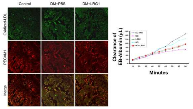 LRG1 transfer decreases cavernous endothelial permeability in diabetic mice. (당뇨조건의 음경조직 및 음경 혈관내피세포에서 LRG1 단백질이 당뇨 또는 고 글로코스 조건에 의해 증가된 혈관내피세포 permeability를 정상 수준으로 회복함)