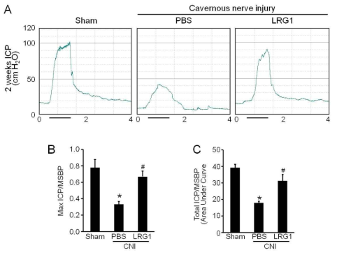 LRG1 restores erectile function in mouse model of bilateral cavernous nerve crushing