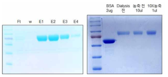 LRG1 단백질 pH 정제 결과 (좌), LRG1 단백질 10X 농축 결과 (우)