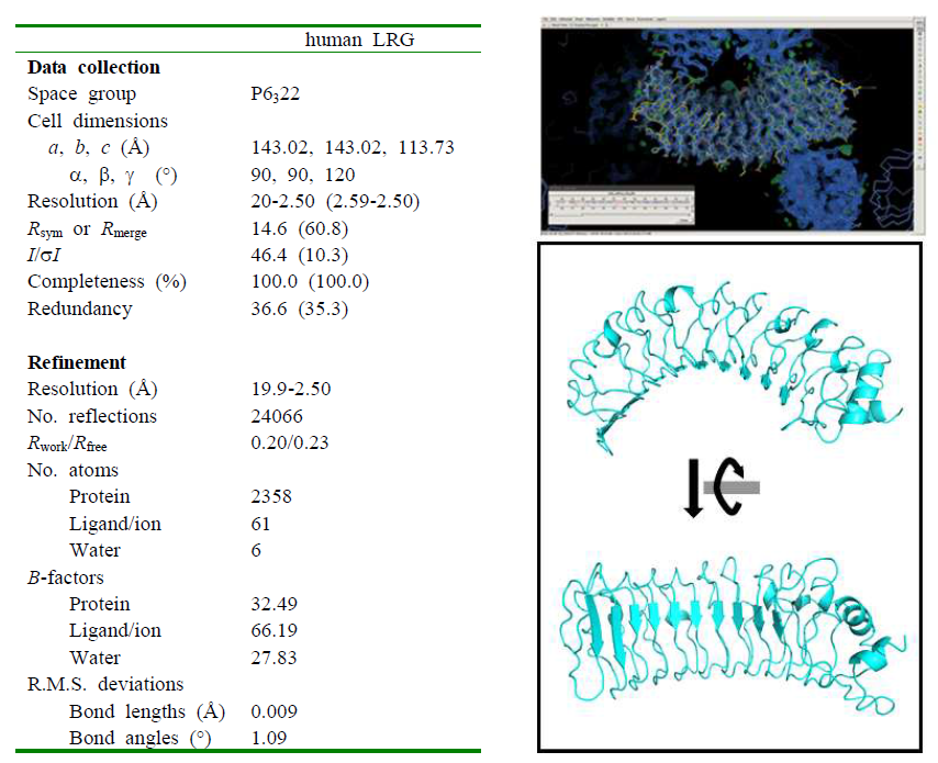 LRG1 단백질의 결정 데이터 Statistics (좌), LRG1 단백질 3차 분자구조 (우)