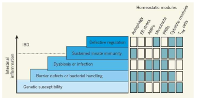 IBD의 다중인자 병인모델 (Multi-hit model of IBD)