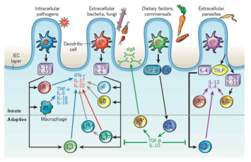 선천면역계 및 후천면역계 유래 사이토카인의 상호 작용