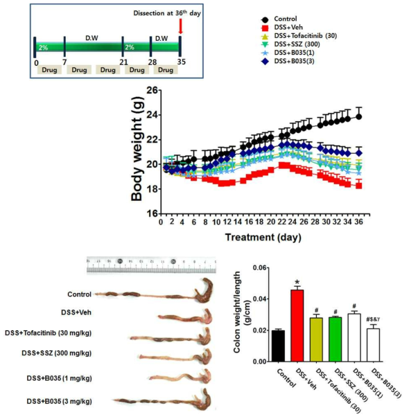 DSS-유도 마우스 만성 장염 모델에서 양성대조군 토파시티닙 및 설파살라진 대비 B035의 용량 의존적 효능 평가
