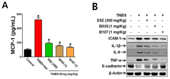 TNBS-유도 장염 조직의 MCP-1, ICAM-1, 염증성 사이토카인(IL-1β, IL-6, TNF-α) 및 tight