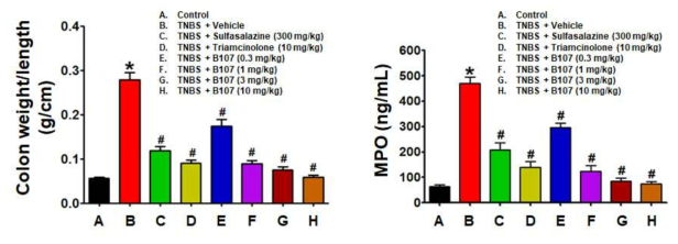 TNBS-유도 장염에서 B107에 의한 장 길이 감소 및 MPO 값 억제 효과
