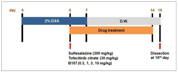 DSS-유도 마우스 장염 모델 및 B107 경구투여 기간