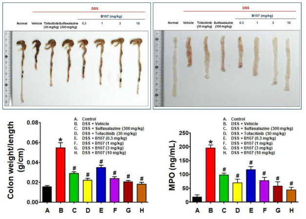DSS-유도 장염 마우스 장 조직의 형태변화, 장 조직의 무게, 조직 내 MPO 수준 변화에 대한 경구투여 B107의 회복 효과