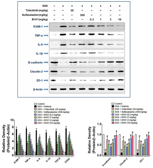 DSS-유도 장염 마우스의 장조직에서 염증성 사이토카인 및 장벽 tight junction 형성 분자 발현에 대한 B107의 역제 효과