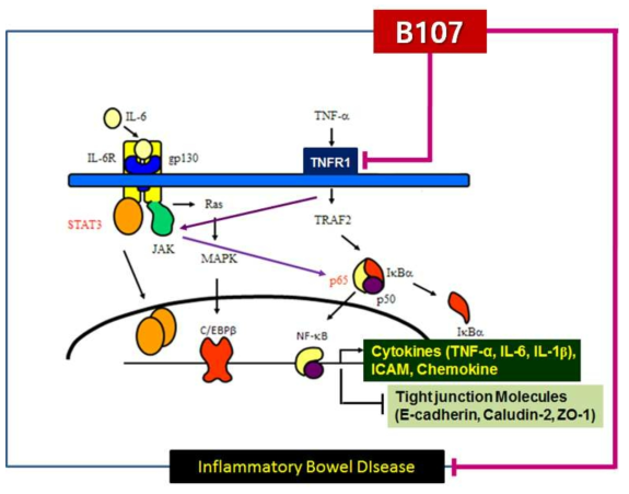 후보물질 B107의 작용 기전 모식도