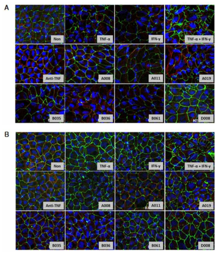 Immunofluorescence staining of Caco-2 cells. Merged views show that ZO-1 (FITC-green staining), E-cadherin (Alexa Fluor® 594-red staining) and DAPI nuclear counter-stain (blue)