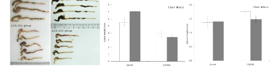 DSS-induced intestinal inflammation in mice. Eight week old C57BL/6N mice were given 2.5% DSS in drinking water for 7 and 10 days. Control mice were given water only. On day 8 and 11, mice were sacrificed and monitored for colitis. A. Gross picture of colons. B. Colon length of each group. C. Spleen length of each group