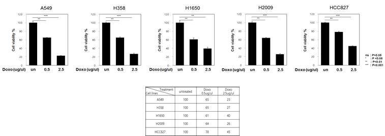 5종의 폐암세포주에서 doxorubicin 농도에 따른 cell viability (%) 측정