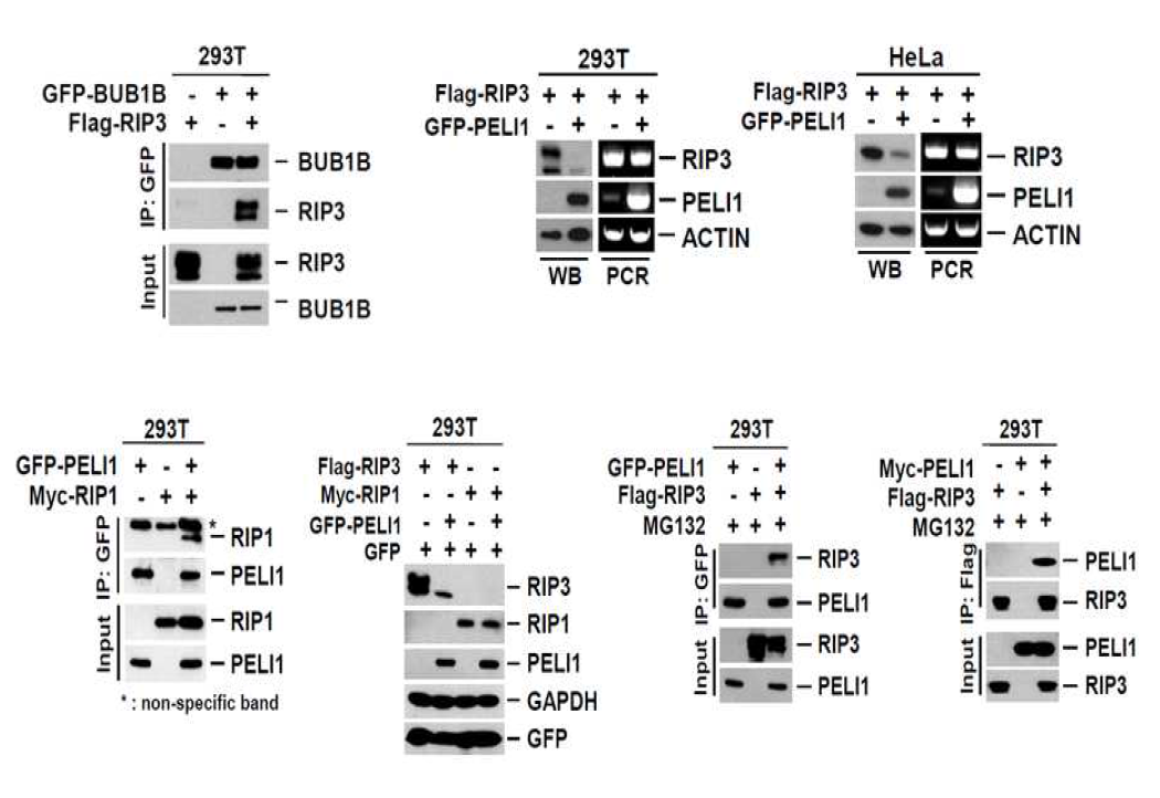 타겟인자의 in vivo 검증을 통한 binding assay