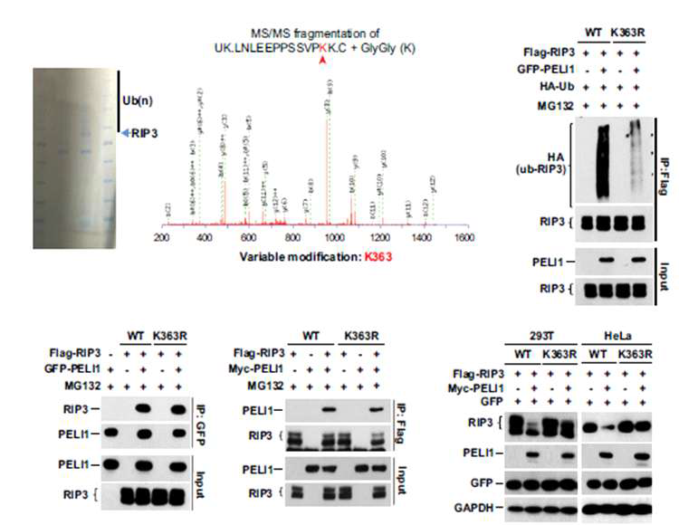 PELI1이 유도하는 RIP3 ubiquitylation site 분석