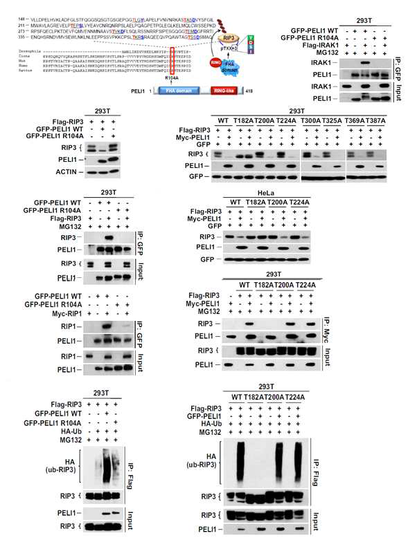PELI1과 RIP3의 interaction 기전분석