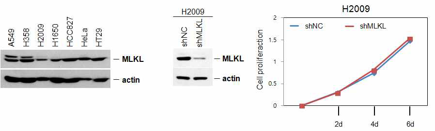MLKL 발현조절에 의한 폐암세포
