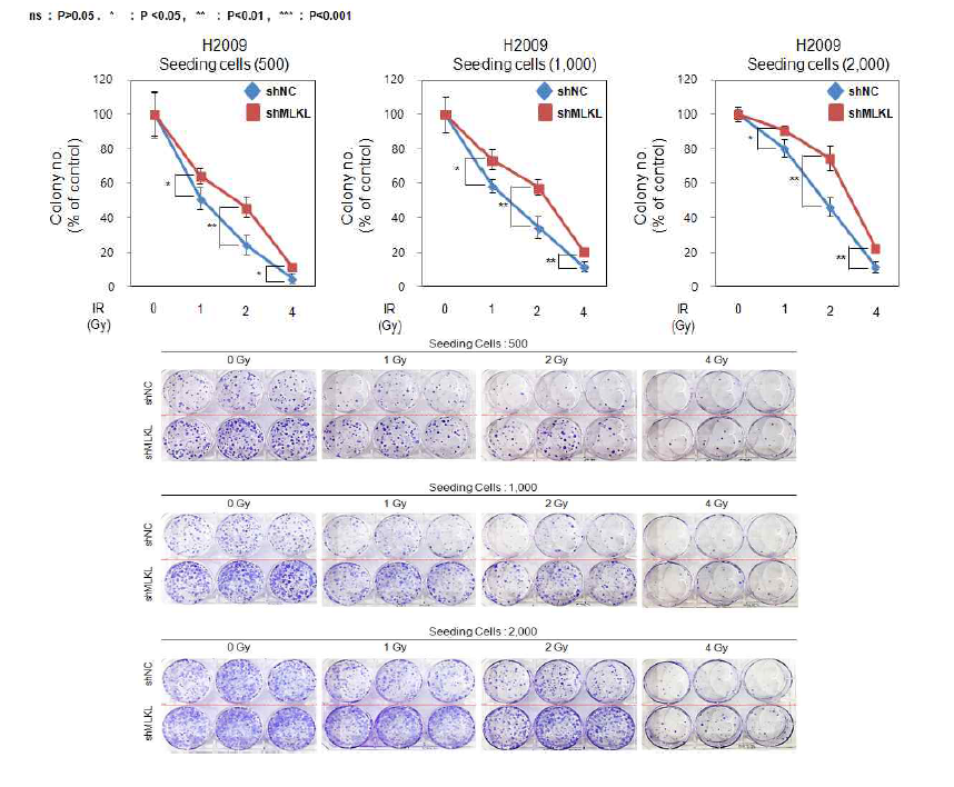 MLKL발현조절에 의한 방사선 처리 반응성 분석
