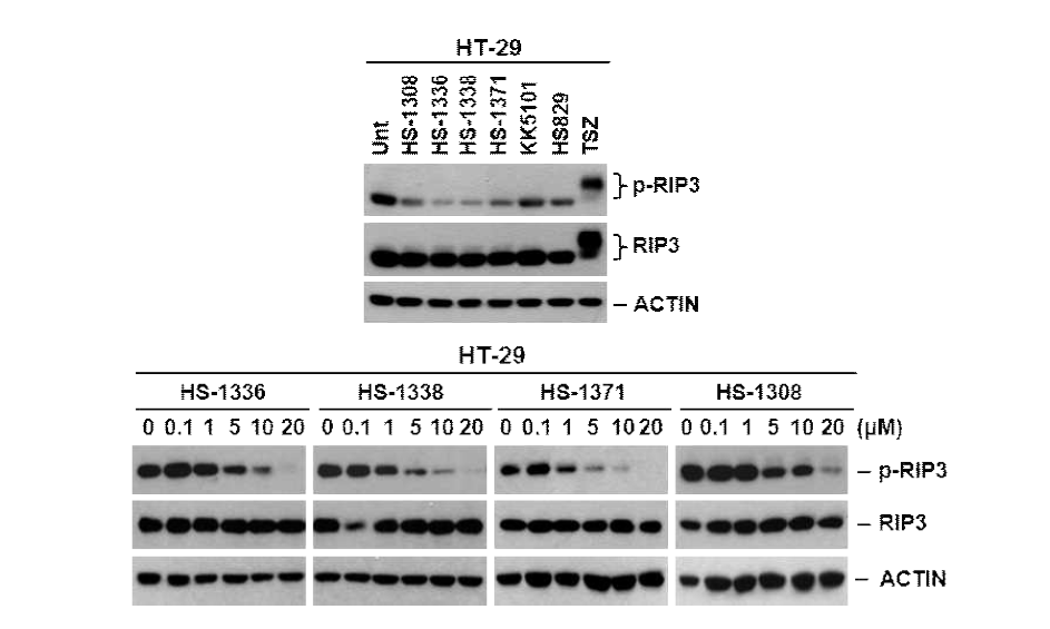 Chemical library를 통한 RIP3활성 저해물질 탐색과 HS compound들의 농도별 처리를 통한 RIP3활성 측정